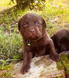 Cuccioli di Labrador color cioccolato