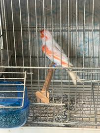 Canarini rossi ali bianche e mosaici