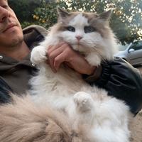 Ragdoll maschio esposizione o riproduttore