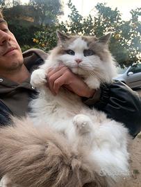 Ragdoll maschio esposizione o riproduttore