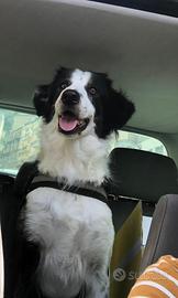 Meticcia maremmano border collie