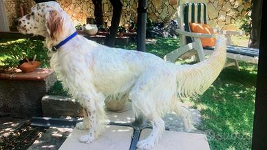 Setter inglese cuccioli