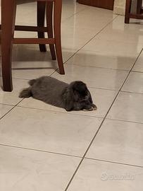 Coniglietto mini lop