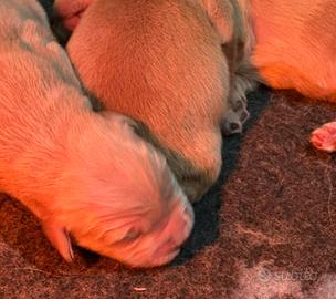 Golden  Retriever, cuccioli americani