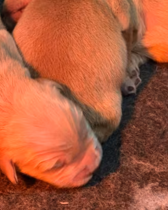 Golden  Retriever, cuccioli americani