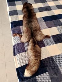 Collo di pelliccia Volpe