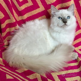 Cucciola di Ragdoll Blue Zodiac R.Molly