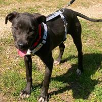 Anubi cucciola tg media contenuta in adozione