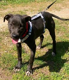 Anubi cucciola tg media contenuta in adozione