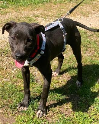 Anubi cucciola tg media contenuta in adozione