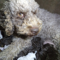 Cuccioli Lagotto Romagnolo