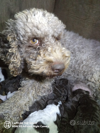 Cuccioli Lagotto Romagnolo