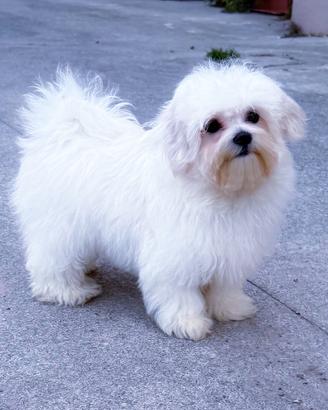 Cucciola di Maltese