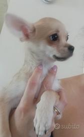 Chihuahua Pinscher