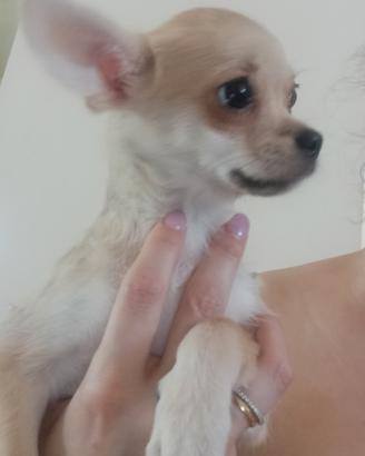 Chihuahua Pinscher