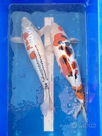 Koi doitsu