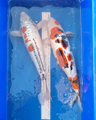Koi doitsu