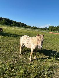 Pony