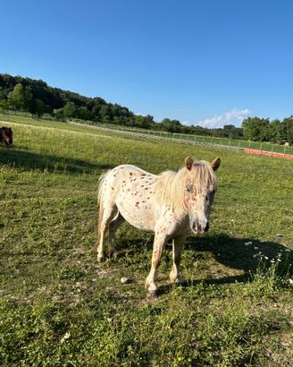 Pony