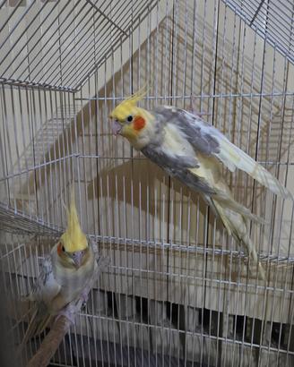 Coppia di calopsiti