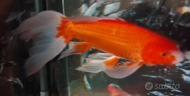 Butterfly Koi 30 cm