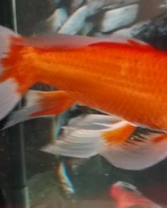 Butterfly Koi 30 cm