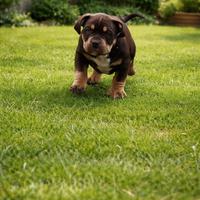 American bully pocket