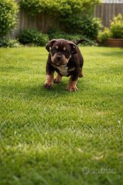 American bully pocket