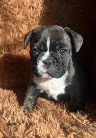 Buldog francese