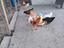 Immagine 2