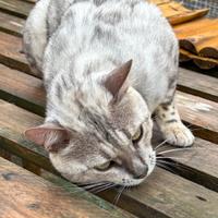 Maschio adulto bengala Silver Spotted