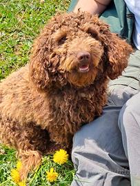 Barboncino per monta