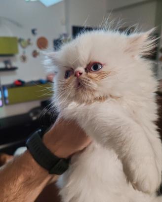 Cuccioli di gatti Persiani ipertipico bicolor