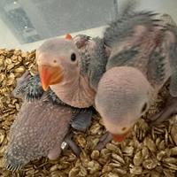 Parrocchetti dal collare