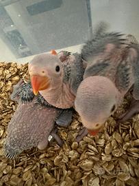 Parrocchetti dal collare