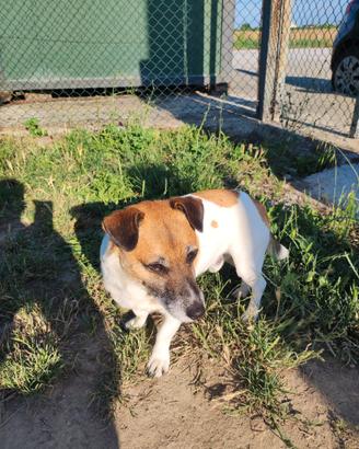 Jack Russell