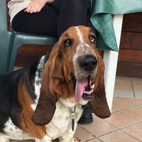 Bassethound