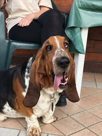 Bassethound