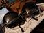 Immagine 2