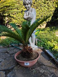 Pianta Chicas Revoluta