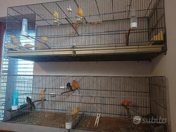 Canarini gialli e arancioni