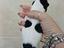 Immagine 3