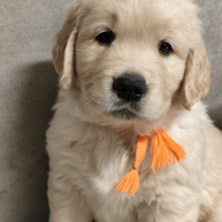 Cuccioli golden retriever
