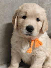 Cuccioli golden retriever