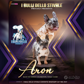 Bulldog francese monta