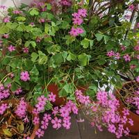 Acetosella rizomatosa