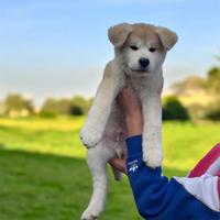 Cuccioli Akita Inu