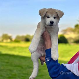 Cuccioli Akita Inu