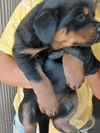 Cuccioli Rottweiller
