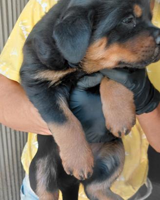 Cuccioli Rottweiller